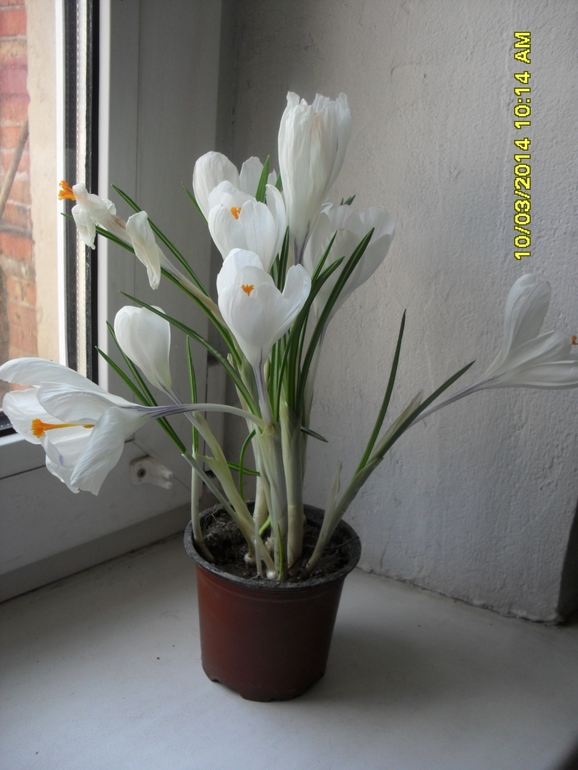 Помогите опознать.