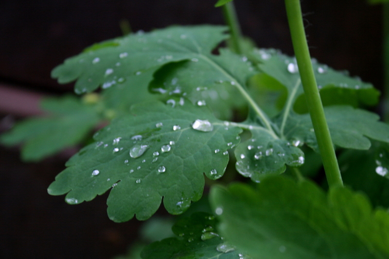 После Дождя