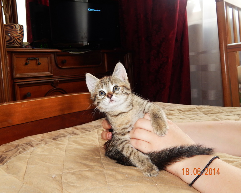 Подобрашечка