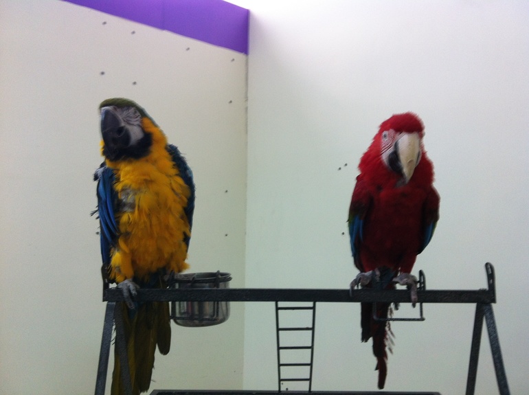 Стрижка и обезъянки