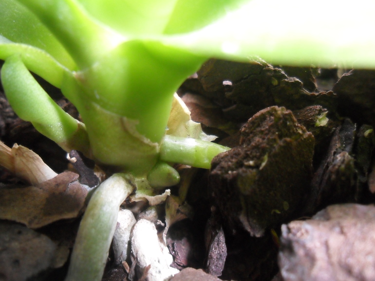 Мамашка - трудоголик