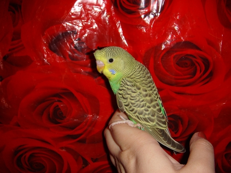 Мои попики!))))