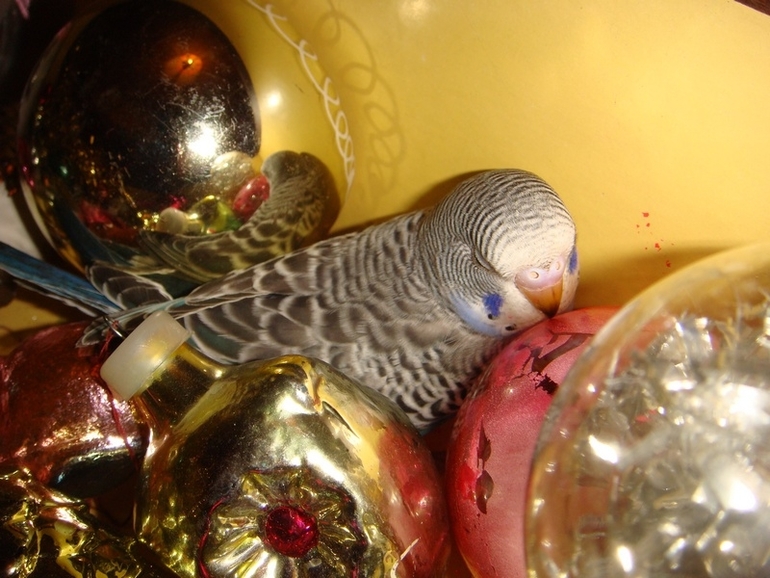 Мои попики!))))