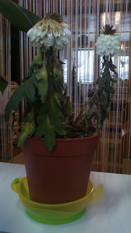 Помогите цветочку!