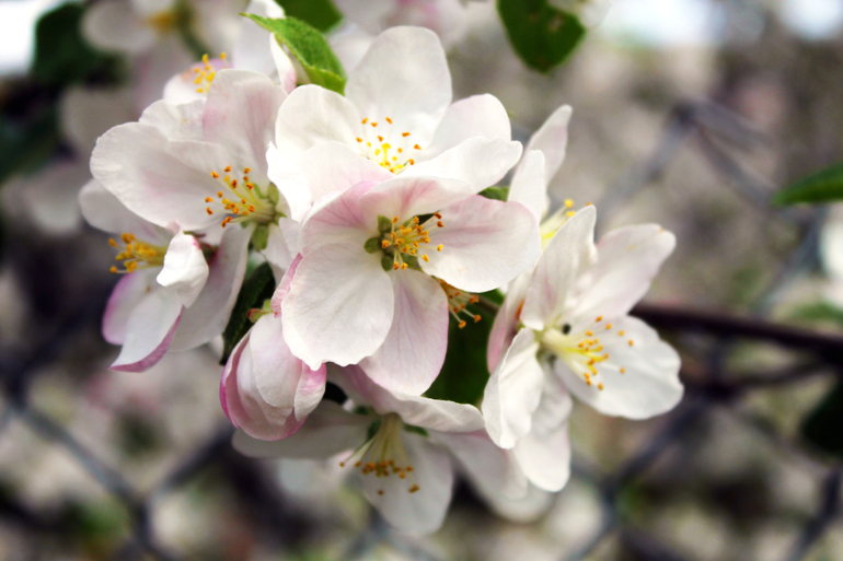 Макро весна...