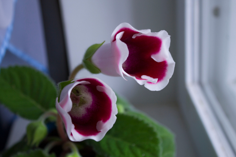 А у меня за шторкой...