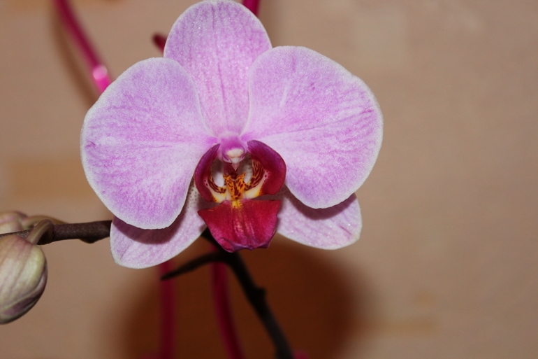 Орхидея зацвела, и радует глаз