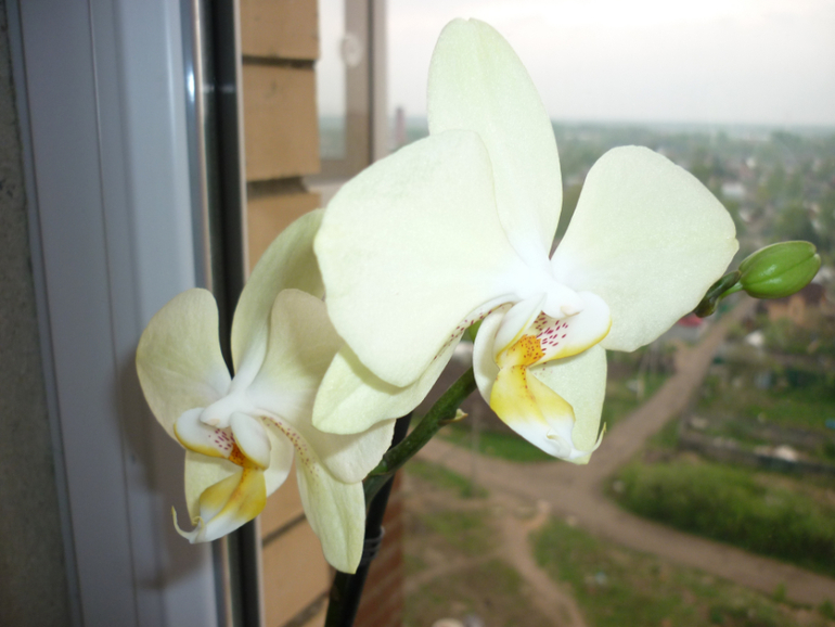 Вот моя красавица