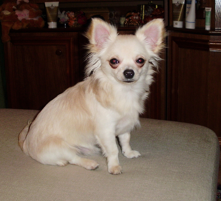 За что любить собак?