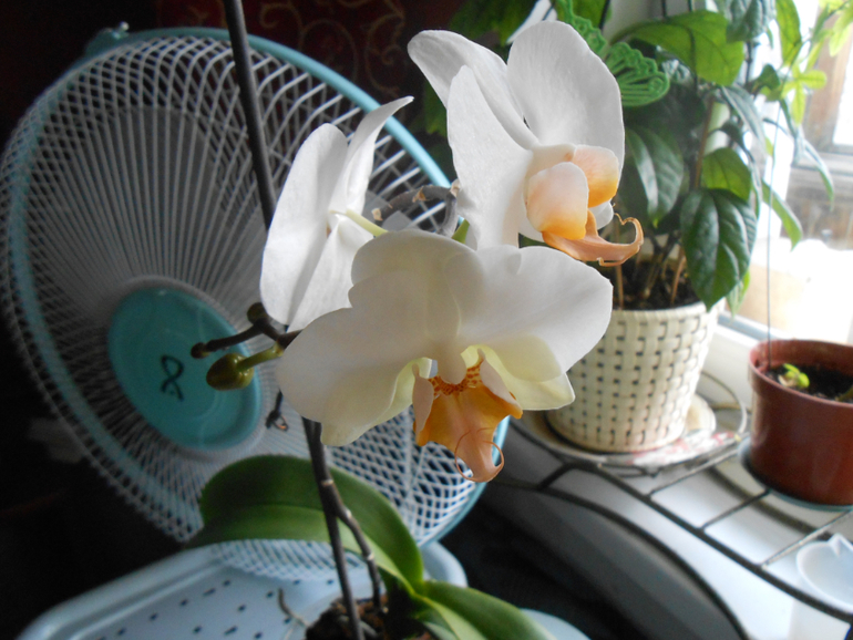 Фаленопсисы.)