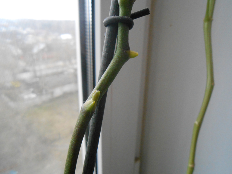 Фаленопсисы.)