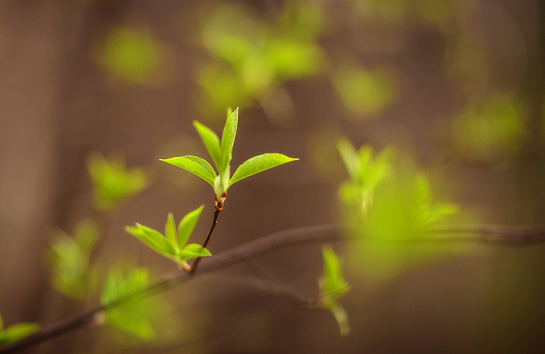 Весне дорогу!