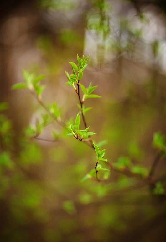 Весне дорогу!