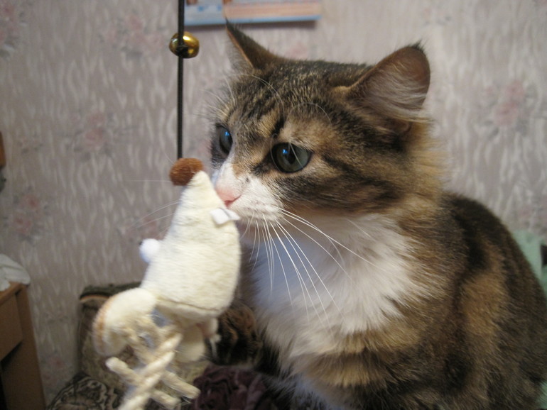 Спасибо нашим феям!!!