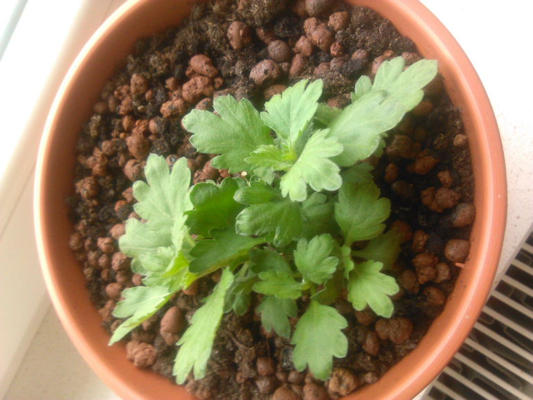 Моя хризантема с 14 февраля)