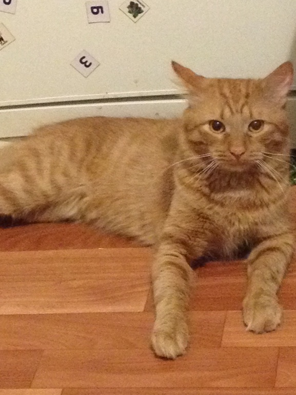 Котик в добрые руки