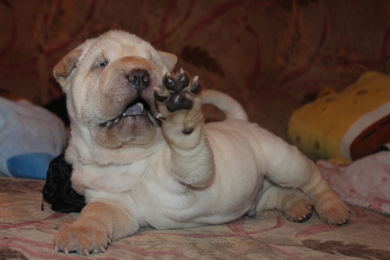 Сбылась моя мечта!!!