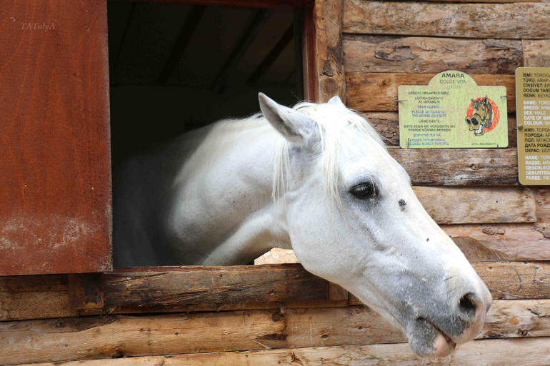 За отличным отдыхом в Amara Dolce Vita, Кемер.