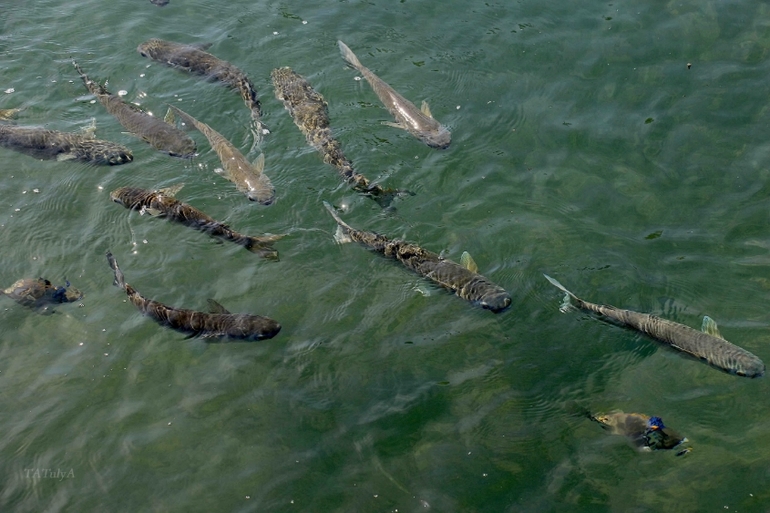Наш неожиданный отдых в «Dana Beach» в Египте г. Хургада с 20.12-27.12.13