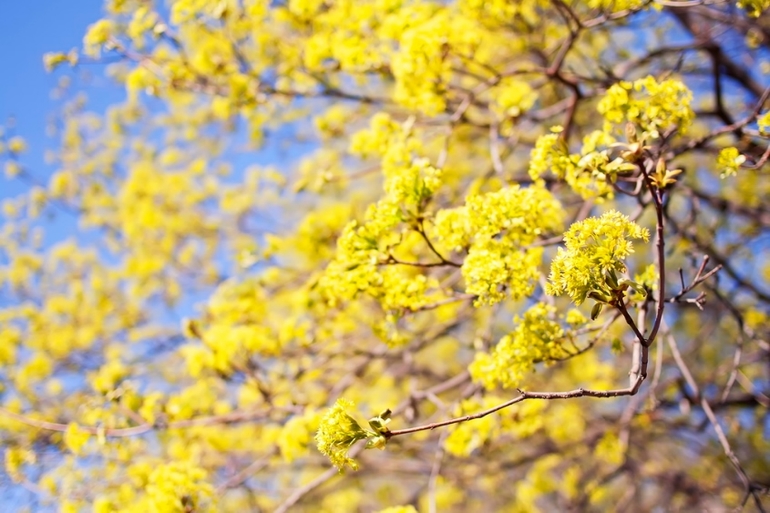 К вопросу о том, когда зацветет Коломенский парк