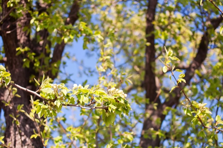 К вопросу о том, когда зацветет Коломенский парк