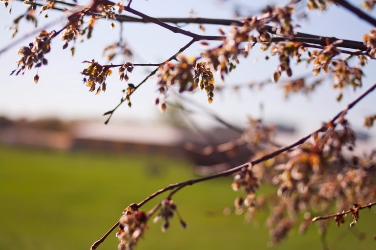 К вопросу о том, когда зацветет Коломенский парк