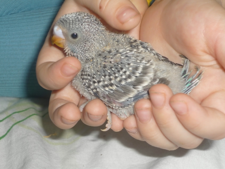 Кеша+Ксюша=птенчики!