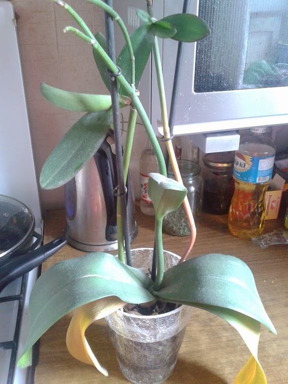 Фаленопсис мой практически умер?! Отрезанные корни.