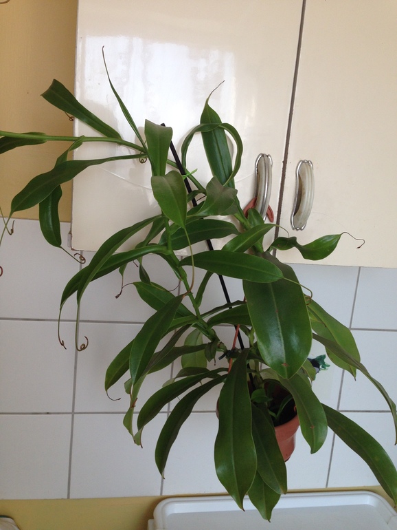 Девочки помогите опознать кто это?