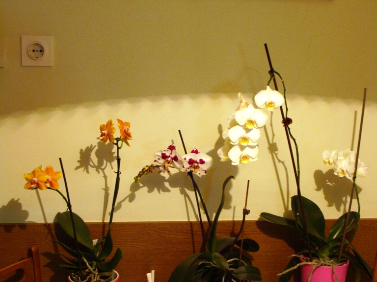 мои орхидеюшки