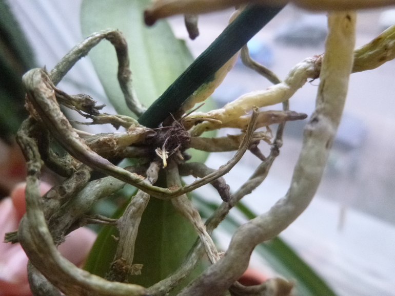 Есть что живое?