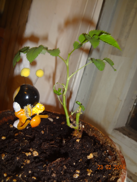 вопрос по розе