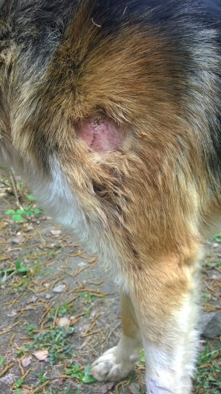 ЦЕНА ЖИЗНИ СОБАКИ - КУРИНЫЕ ЯЙЦА