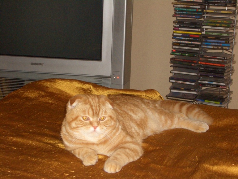 Девочки посоветуйте пожалуйста кота на вязку