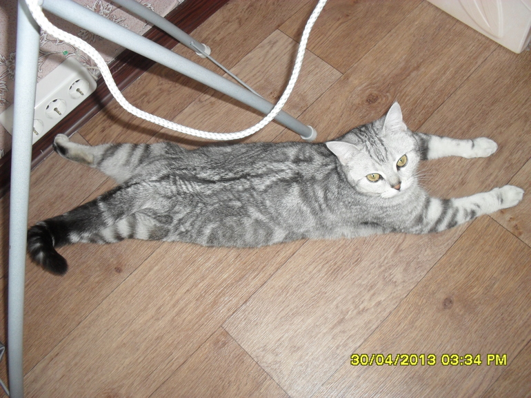 Девочки посоветуйте пожалуйста кота на вязку