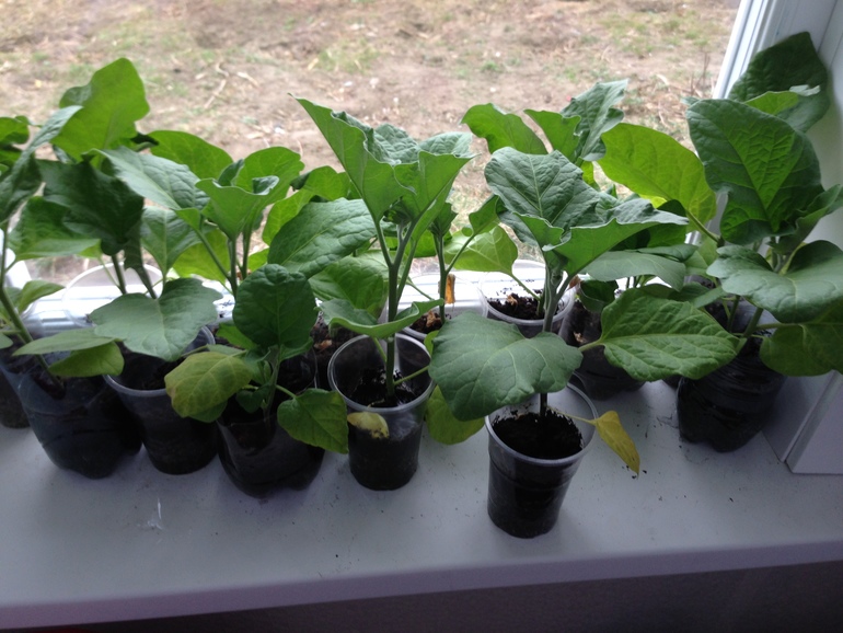 Мои перчики и боклажанчики!