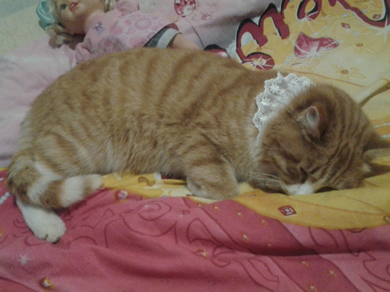 Сегодня ночью Рыня натворил делов....