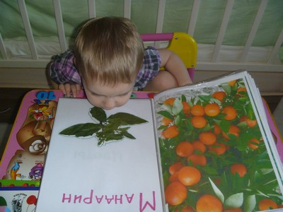 День апельсинок-мандаринок