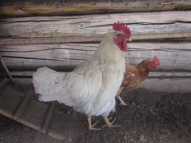 Два дня в родном месте!