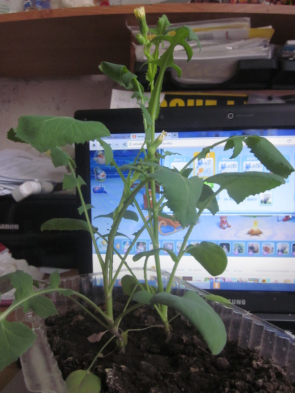 Помогите опознать