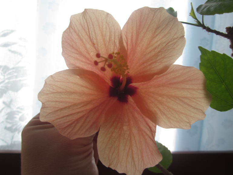 Мои домашние!