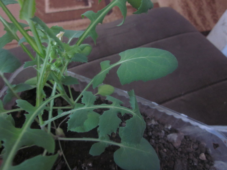 Помогите опознать