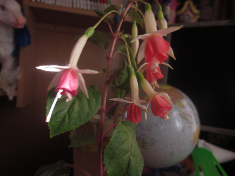 Мои домашние!