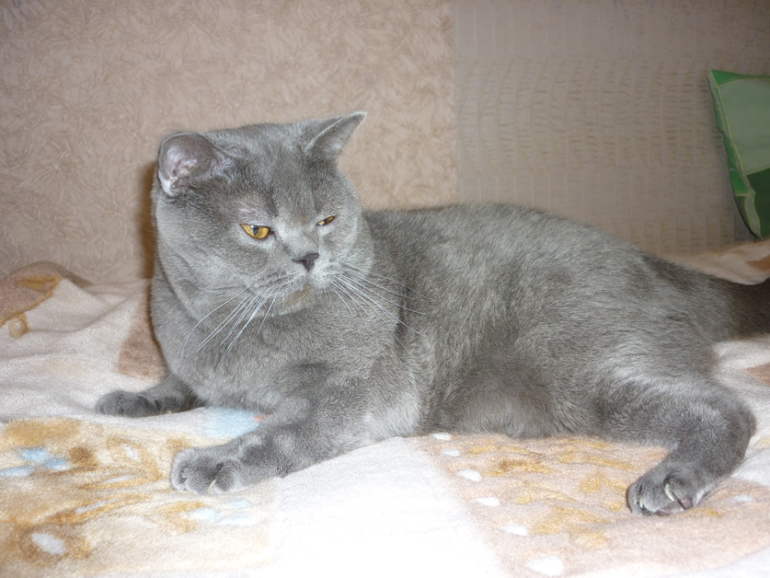 Кот британец