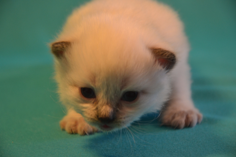 Наши малыши