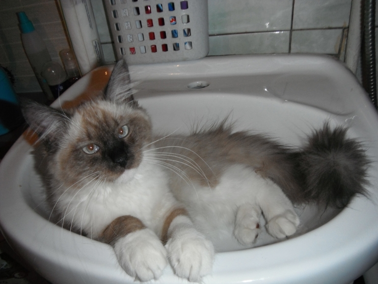 Моя любимая кошечка