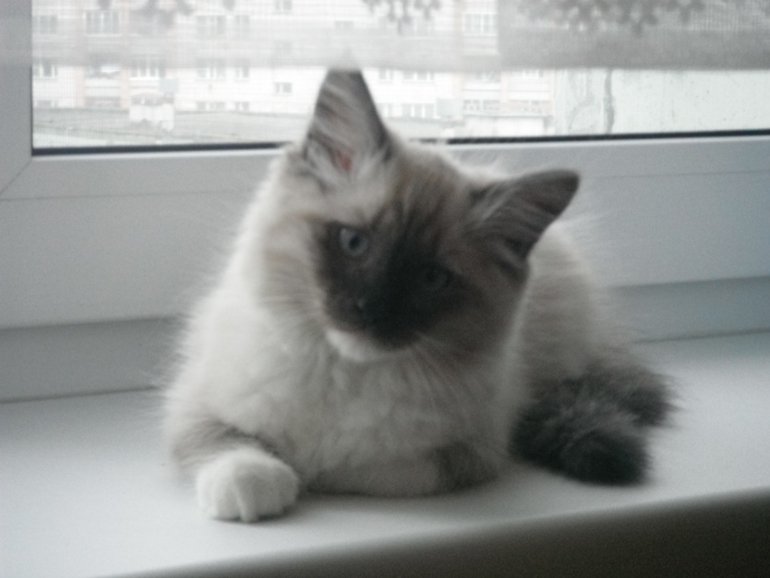 Моя любимая кошечка