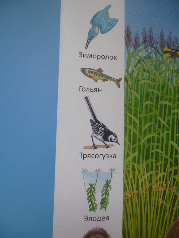 Первые книги малыша. Учим новые слова (бюджетные гляделки, много фото)