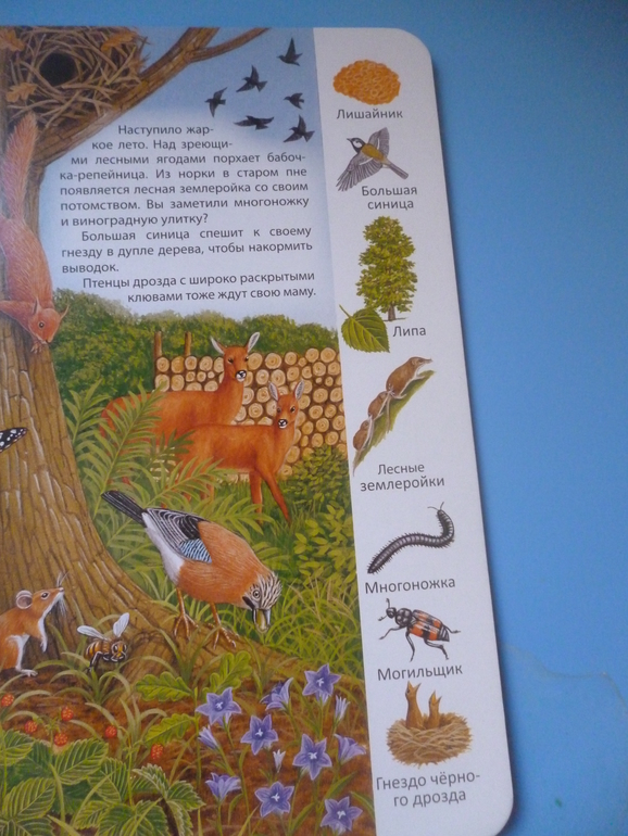 Первые книги малыша. Учим новые слова (бюджетные гляделки, много фото)