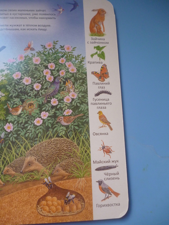 Первые книги малыша. Учим новые слова (бюджетные гляделки, много фото)